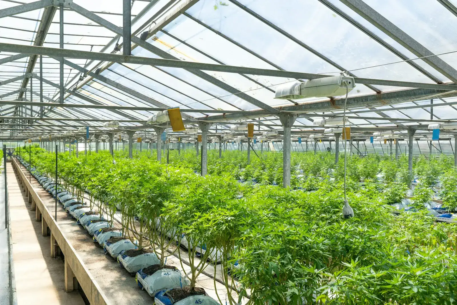 Cannabis plants in rows inside a glass greenhouse